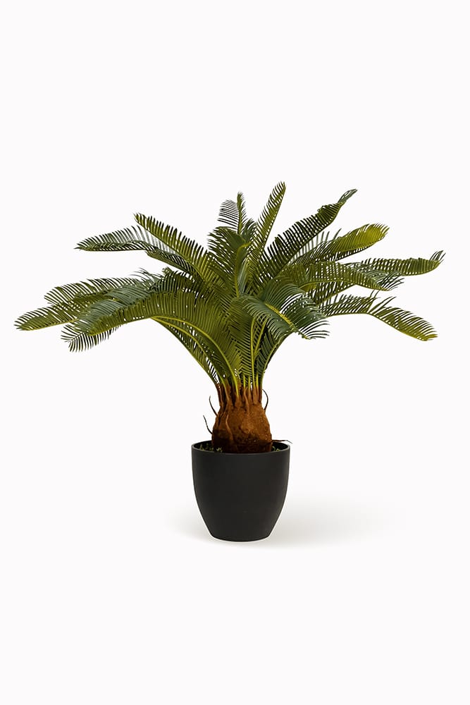 Palmera Cyca
