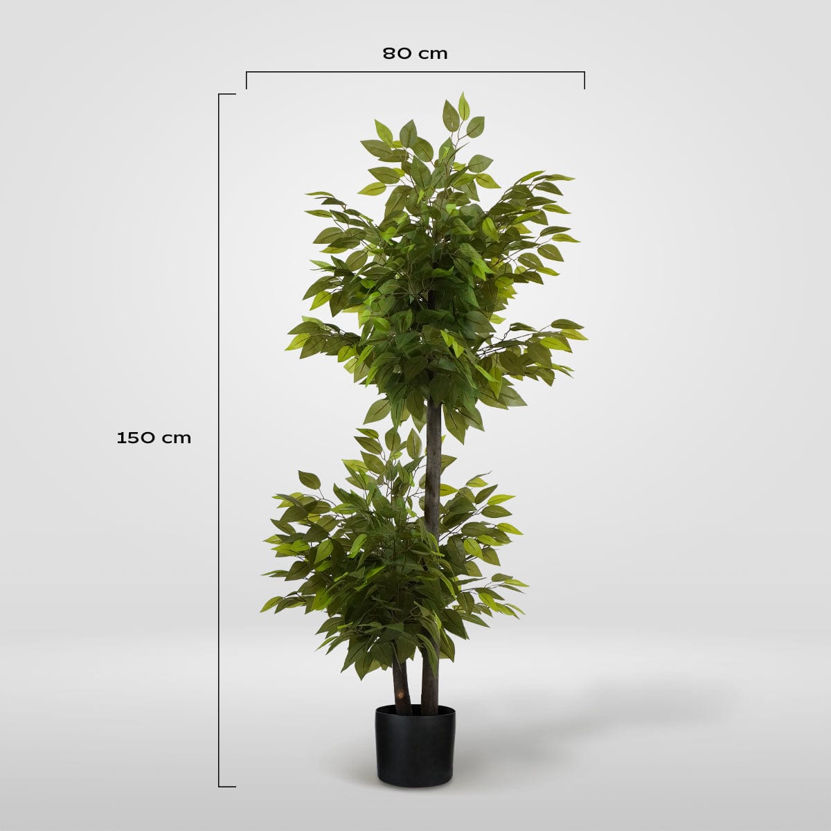 Ficus 2 copas