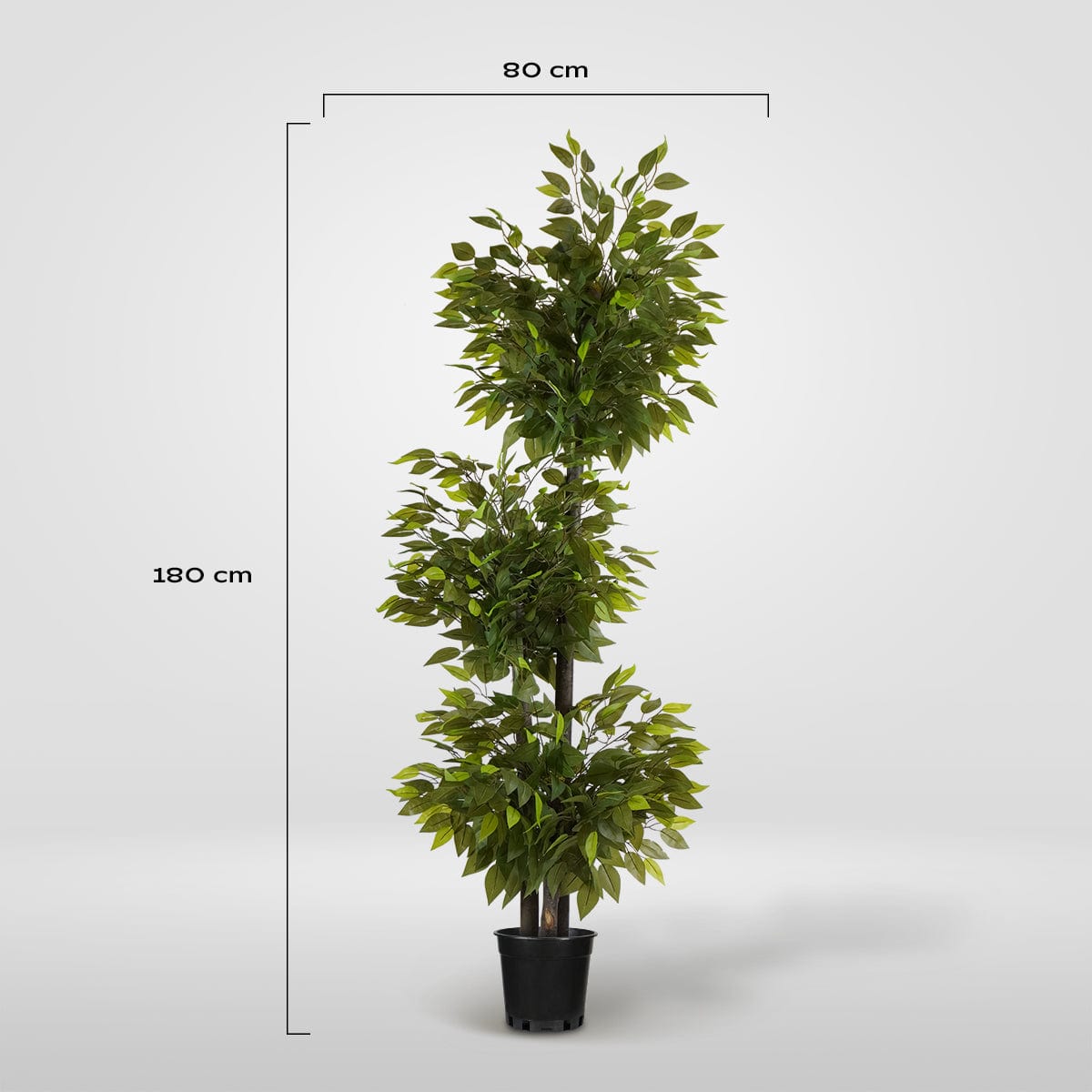 Ficus 3 copas