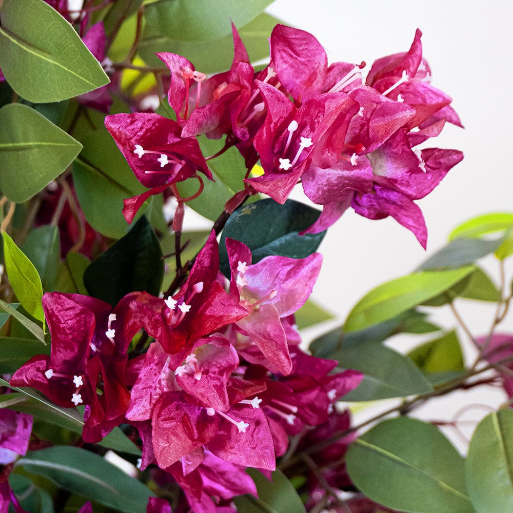 Ficus Buganvilla