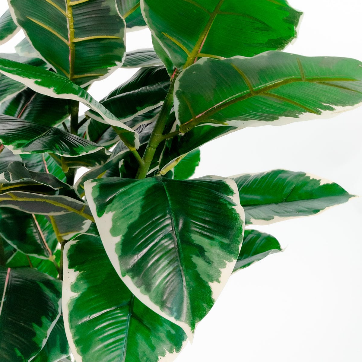 Ficus Elastica