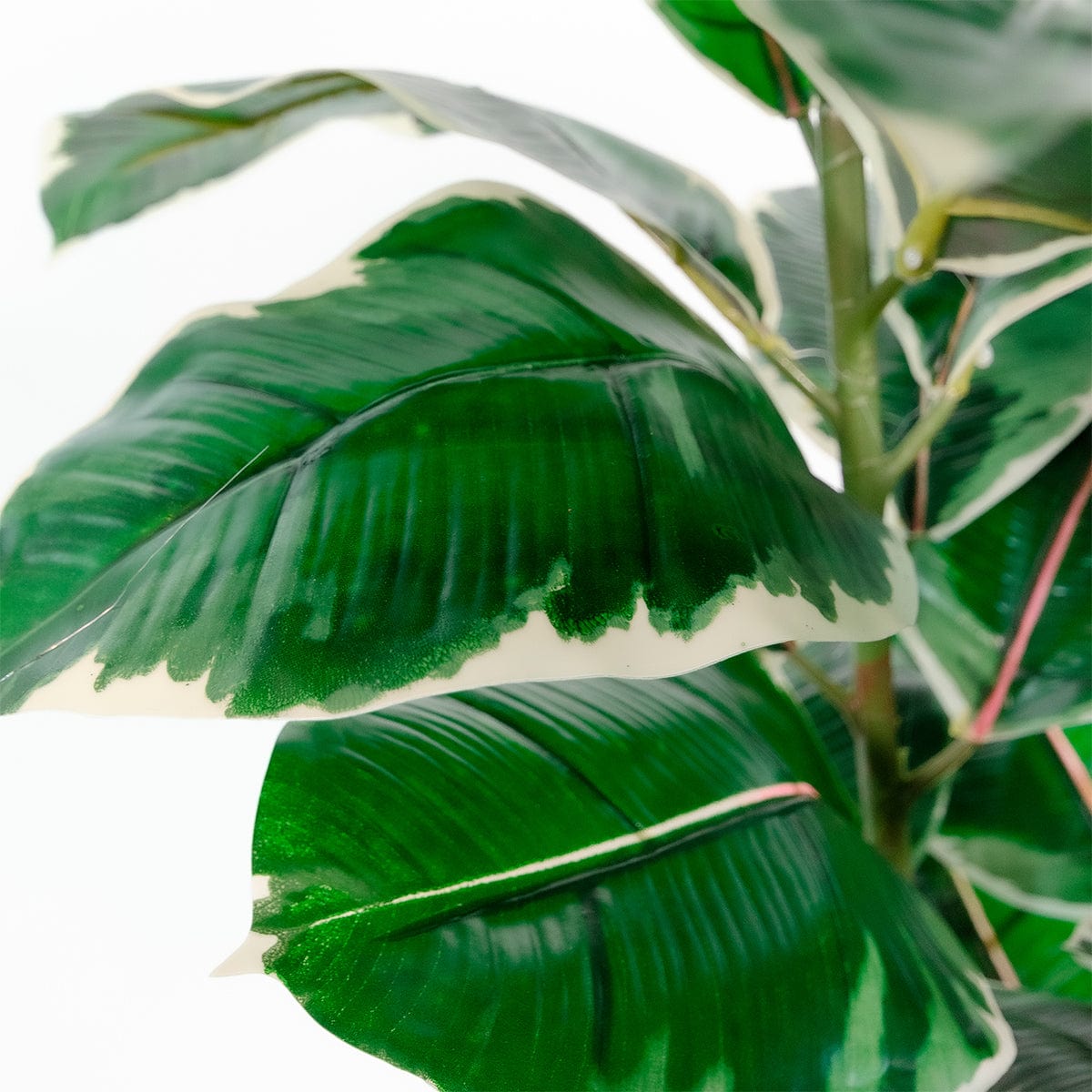 Ficus Elastica