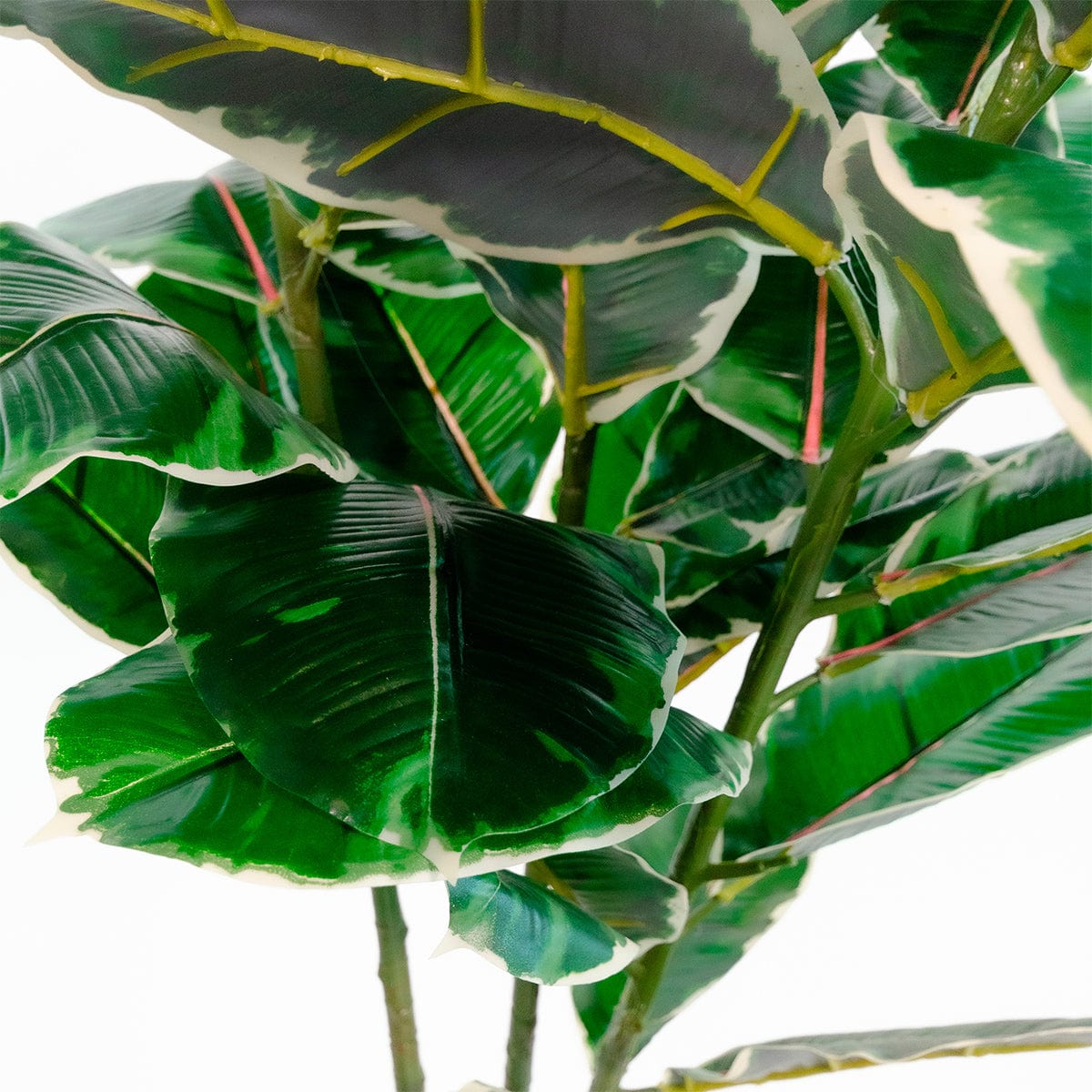 Ficus Elastica