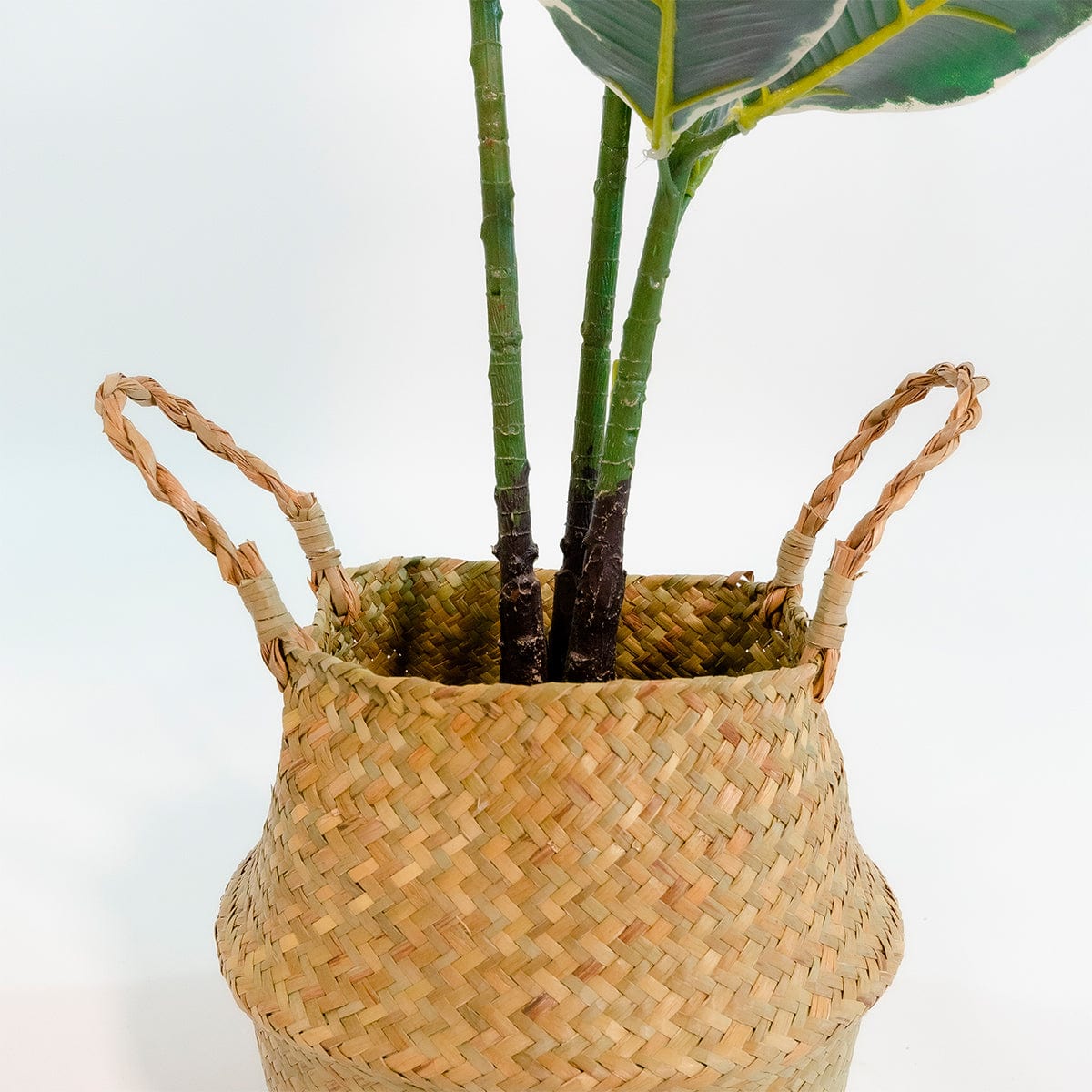 Ficus Elastica