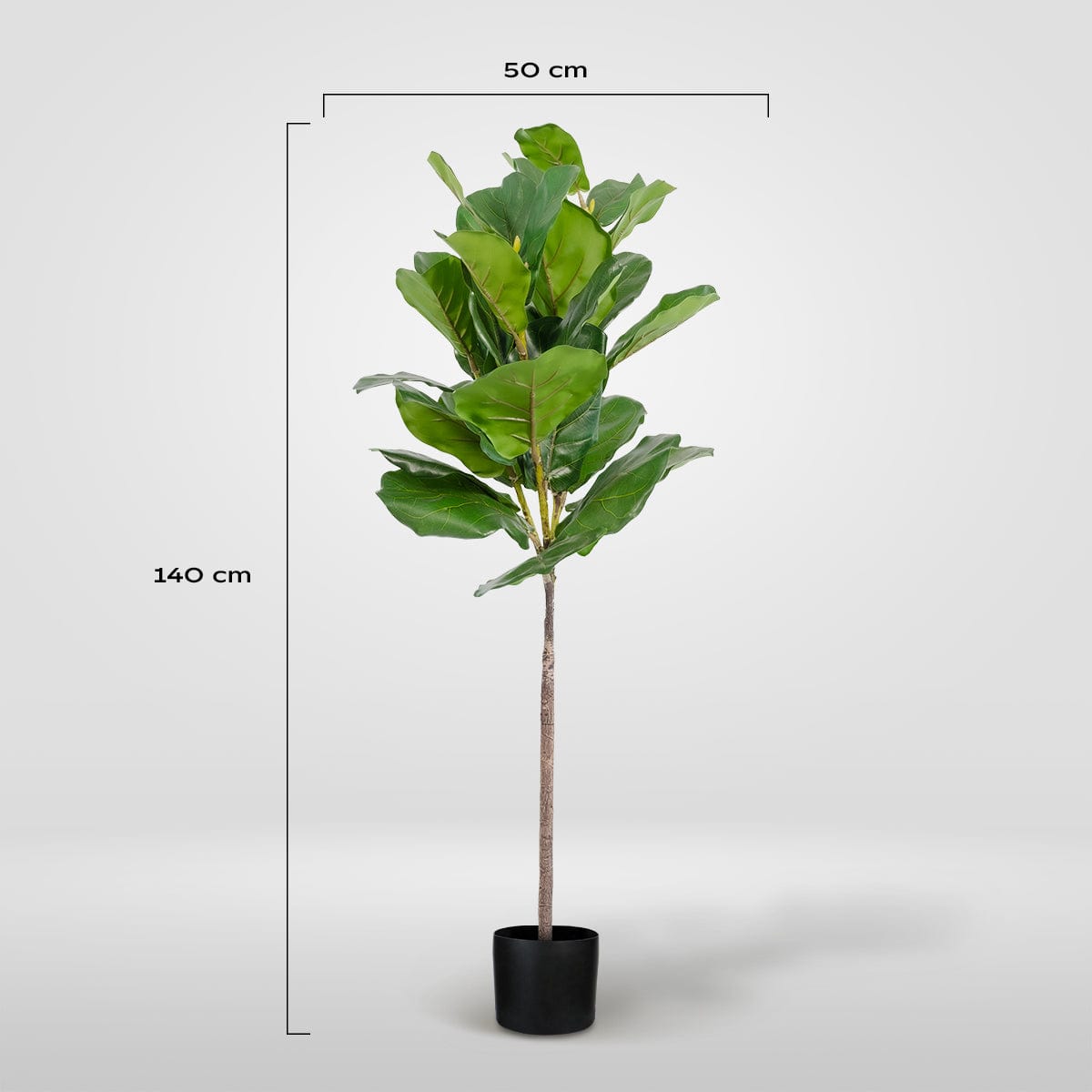 Ficus Lyrata