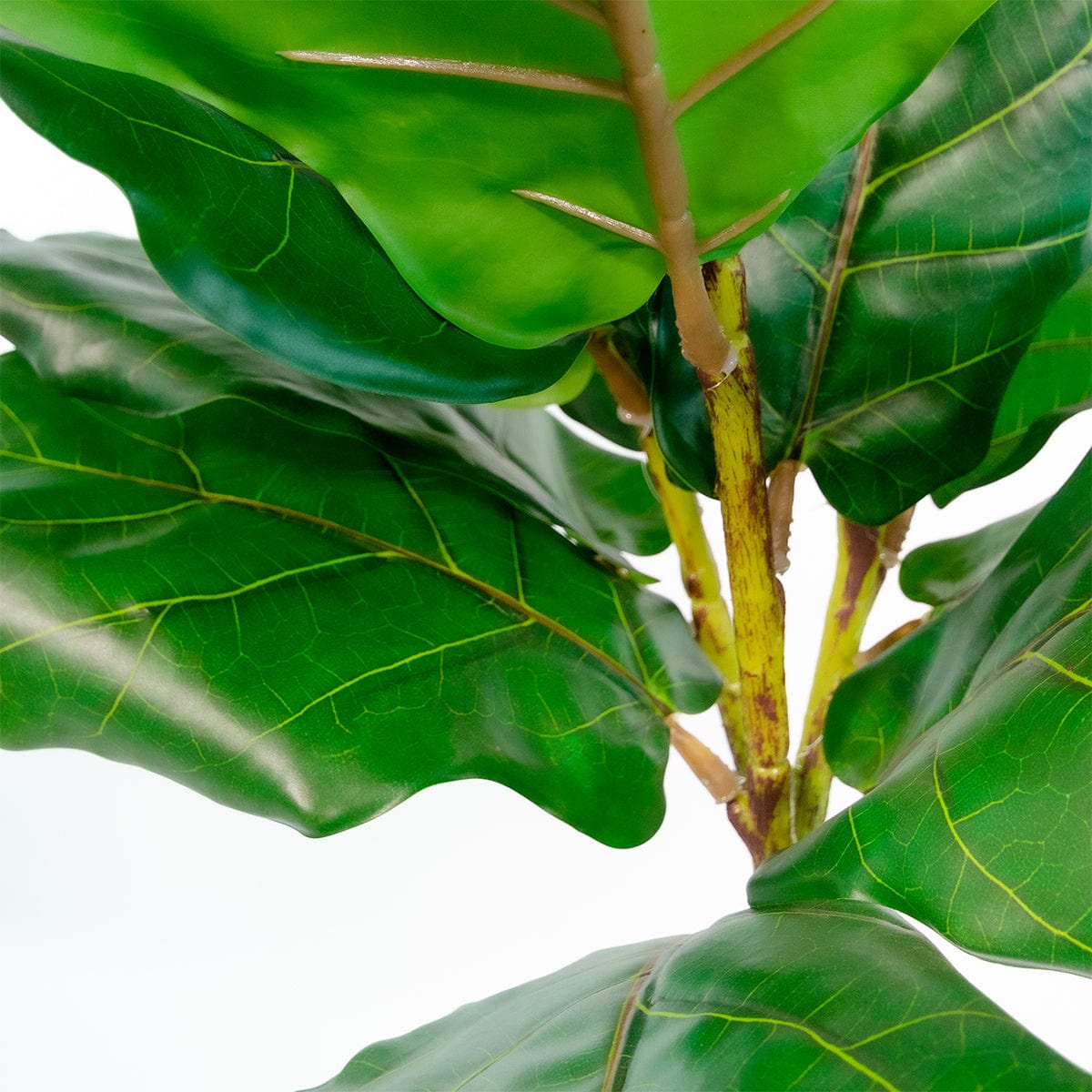 Ficus Lyrata