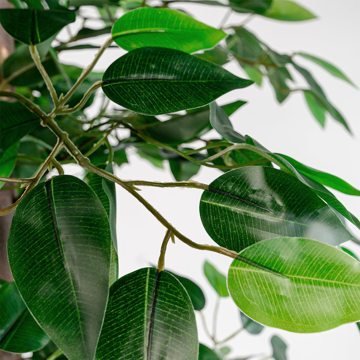 Ficus