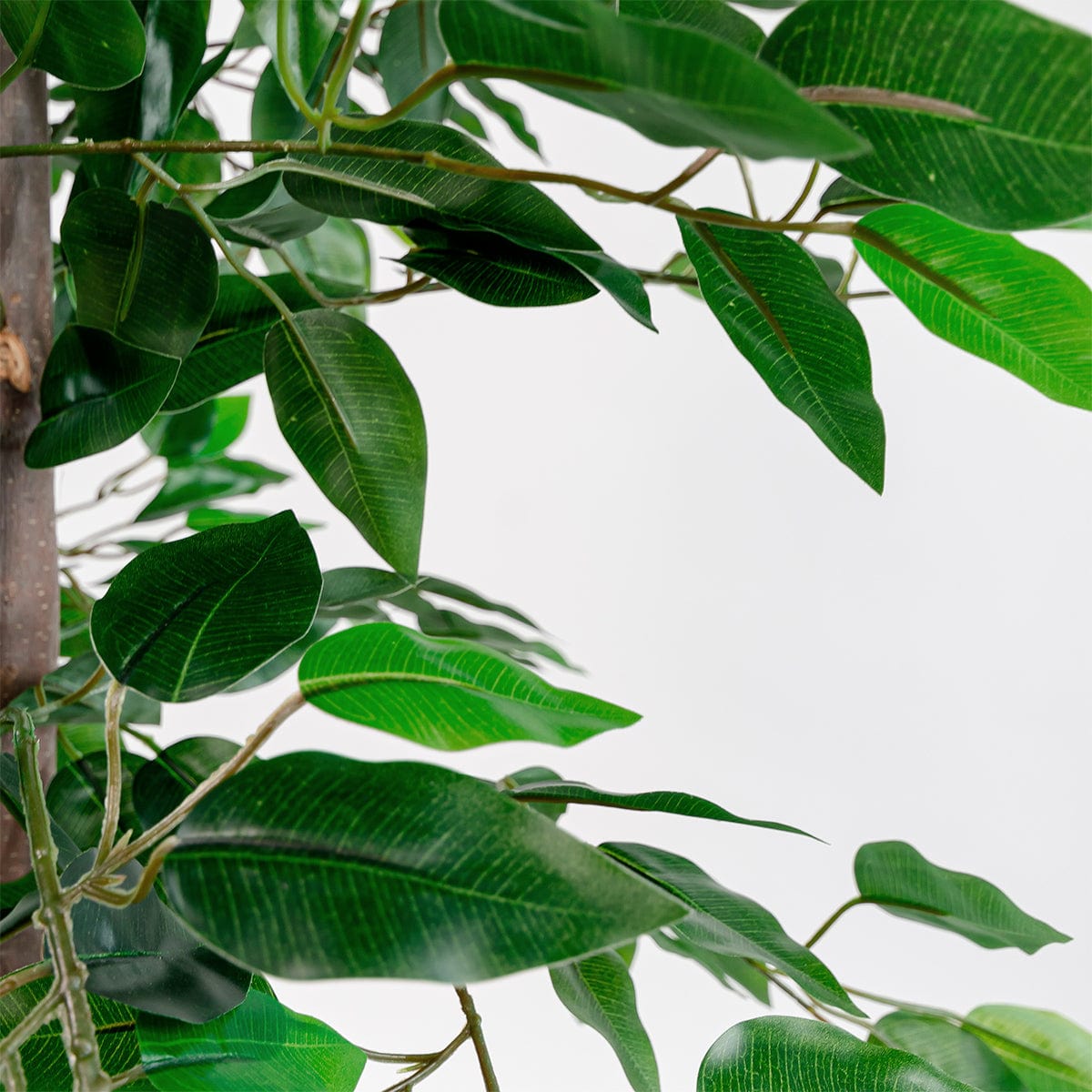 Ficus