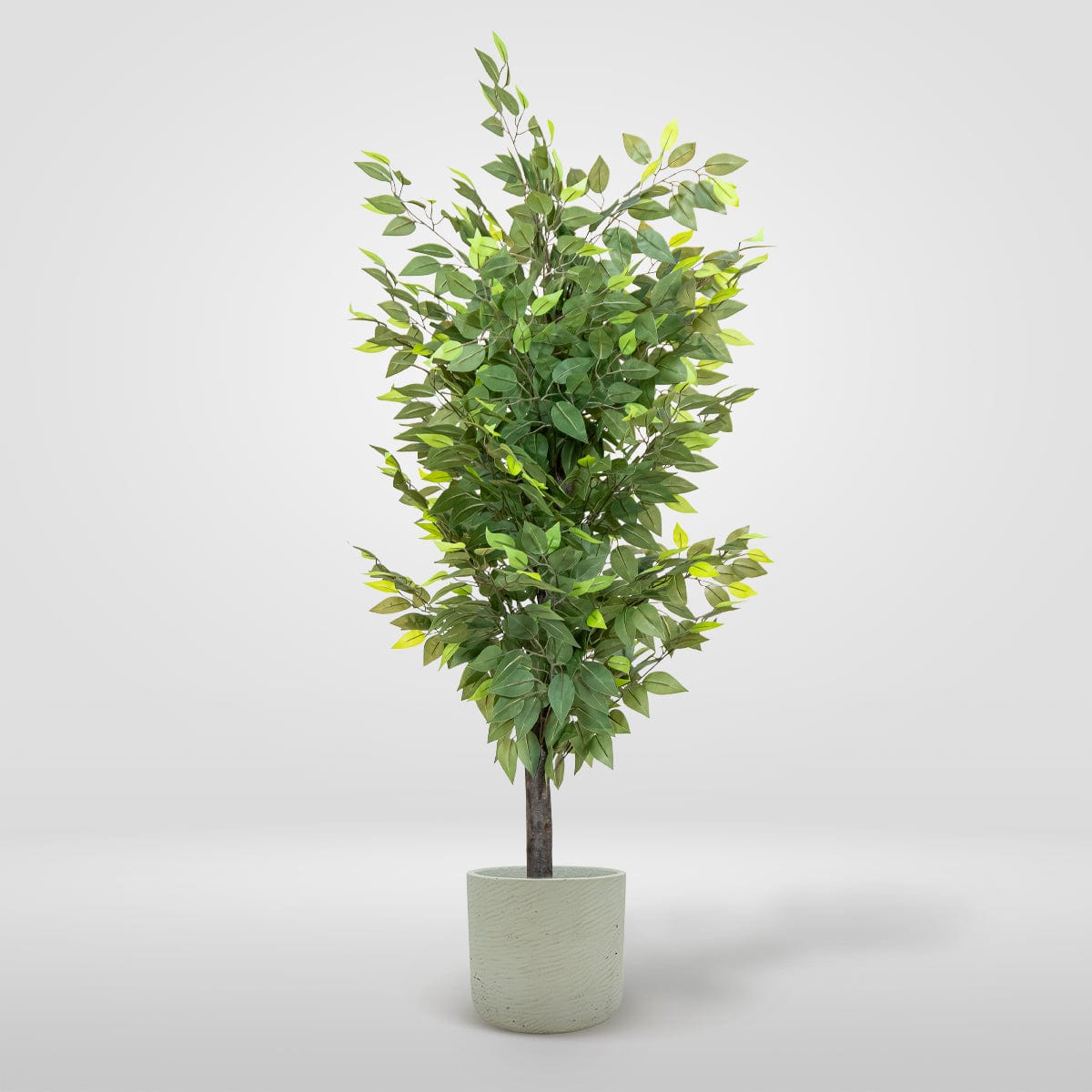 Ficus Exclusive