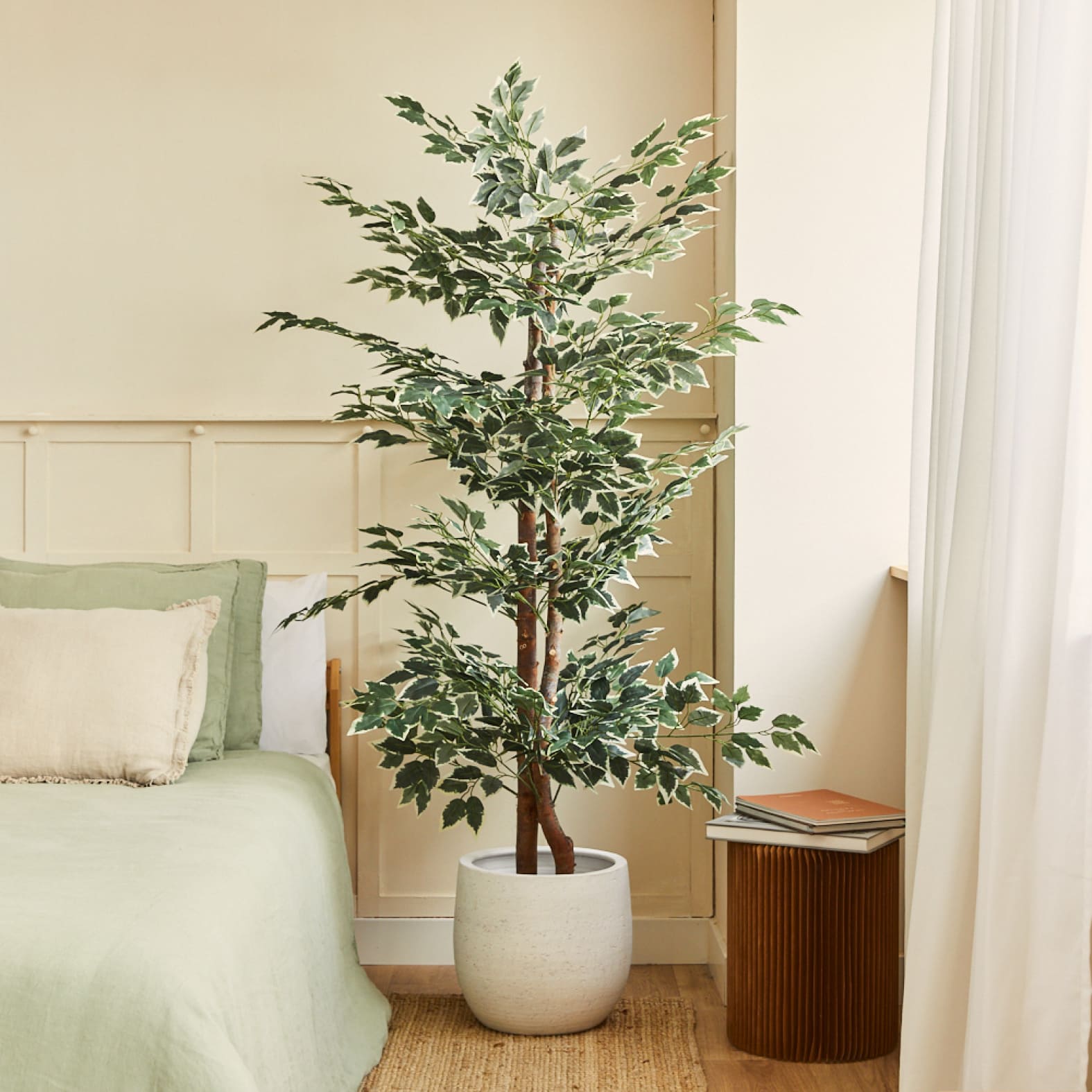 Ficus bicolore
