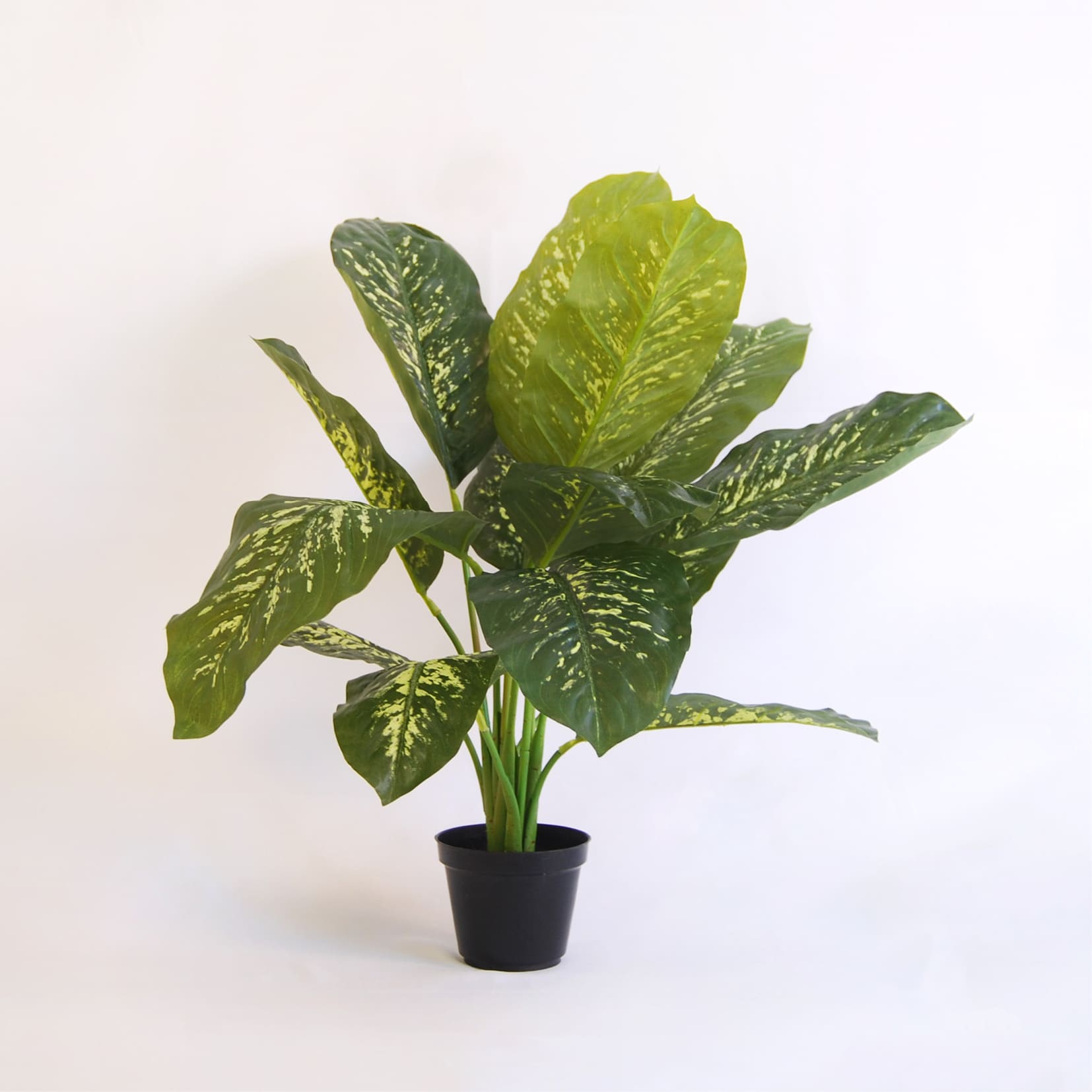 Dieffenbachia