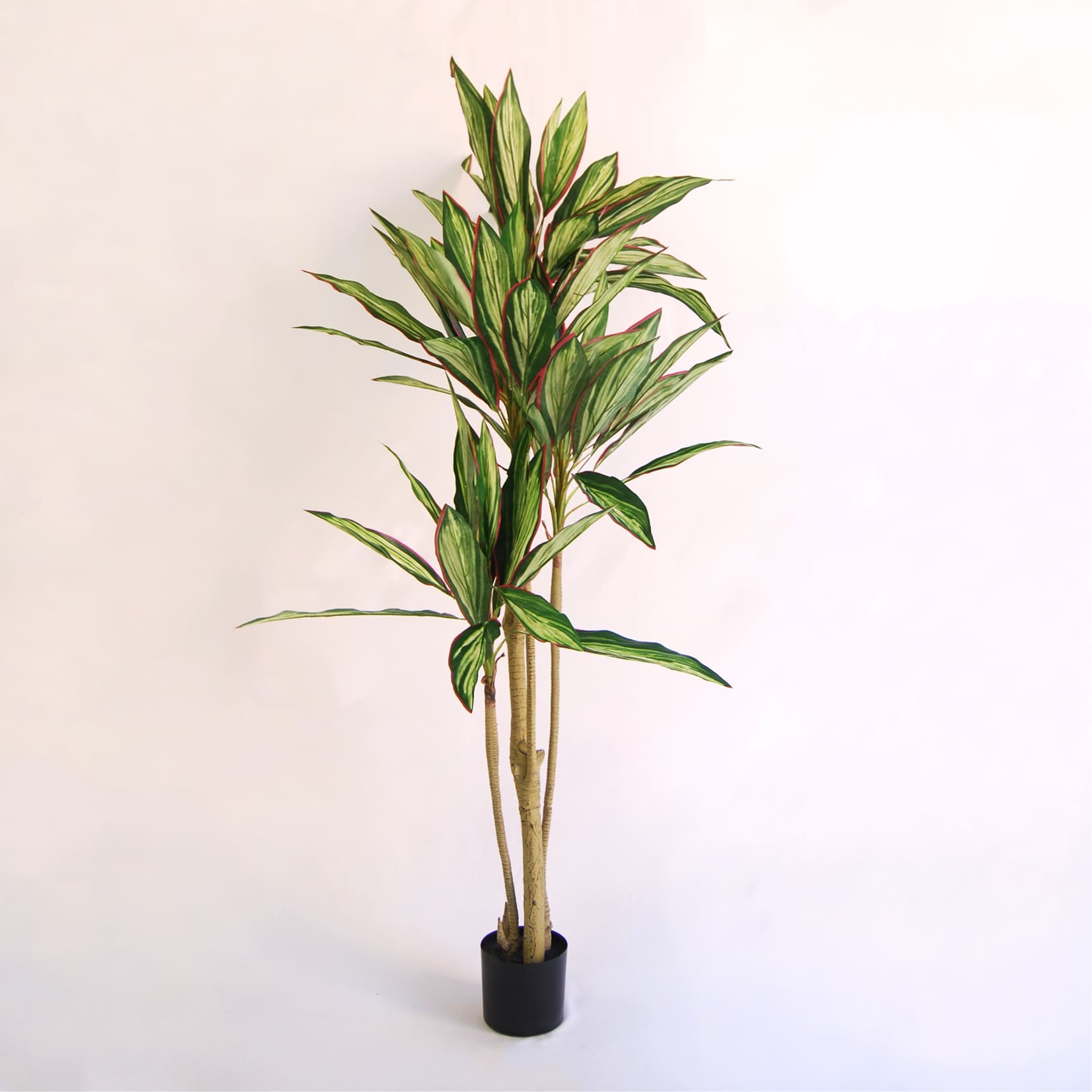 Dracena