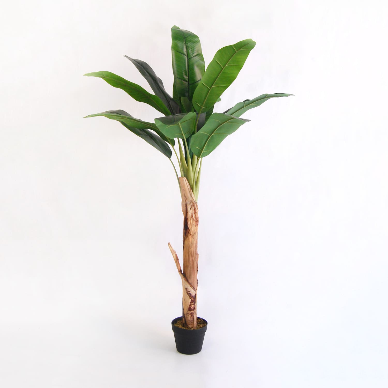 Banana tree