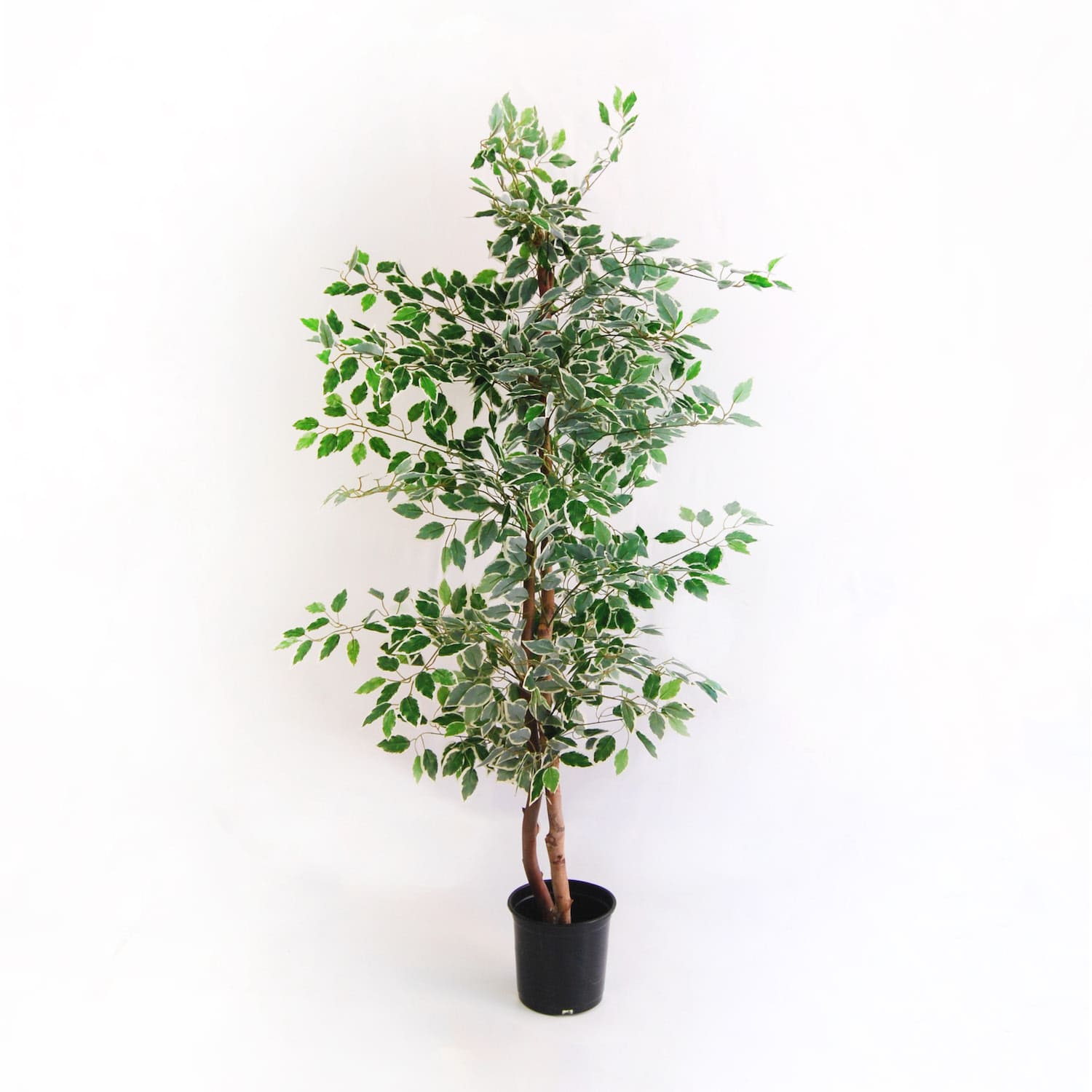 Ficus bicolore