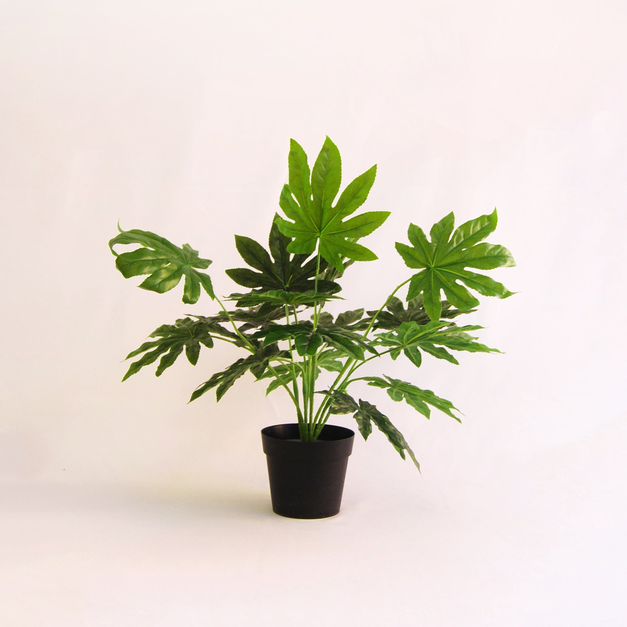 Aralia