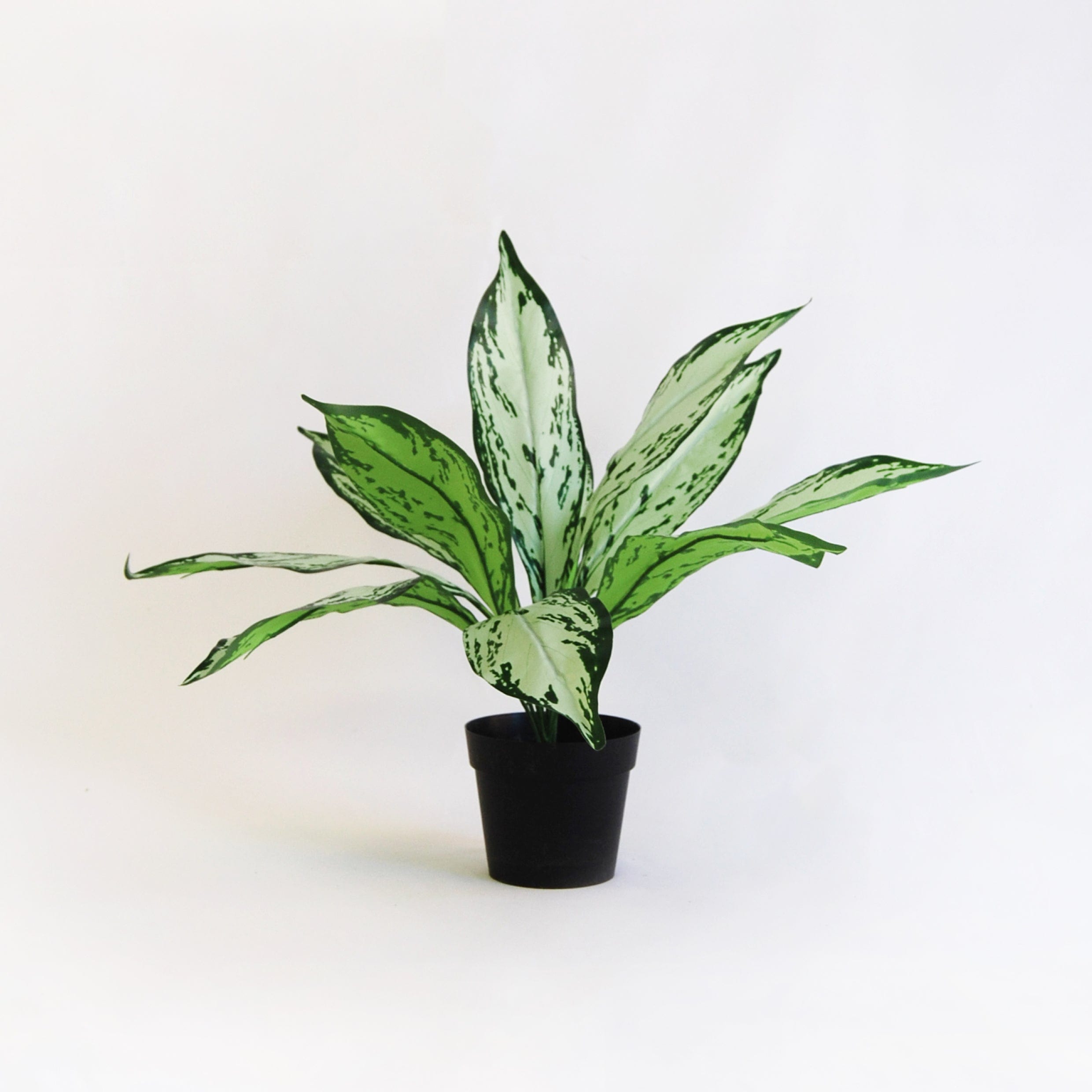 Dieffenbachia Camila