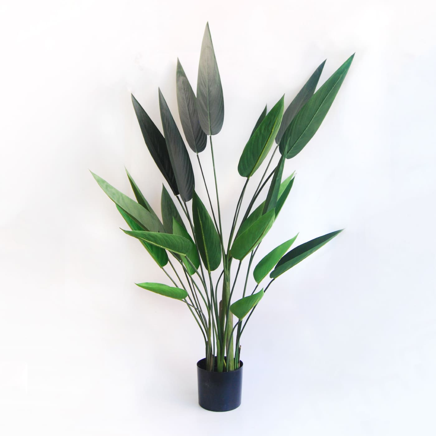 Heliconia
