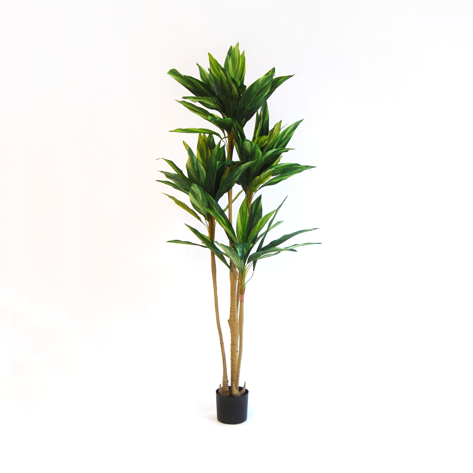 Dracena Verde Imperial