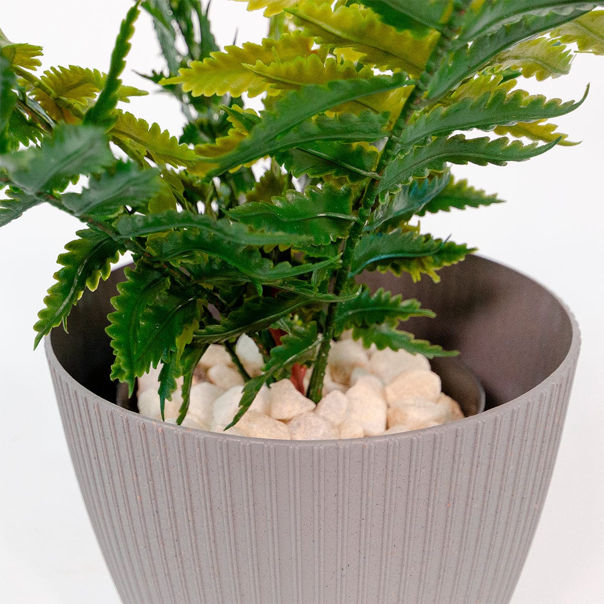 Mini fougère