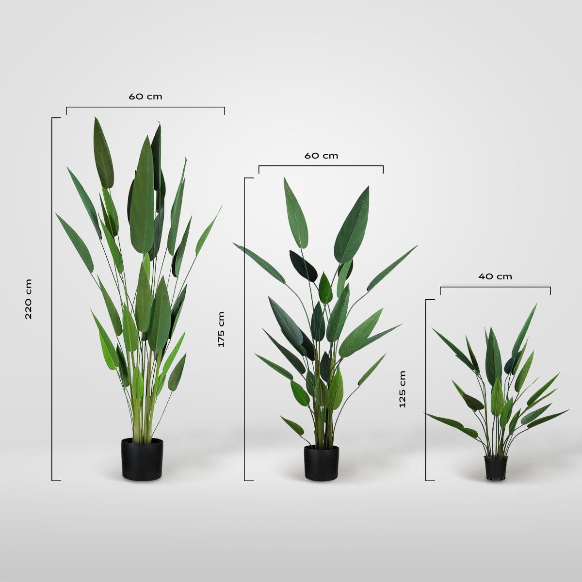 Heliconia
