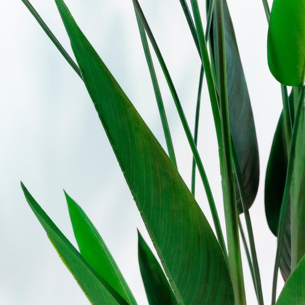 Heliconia
