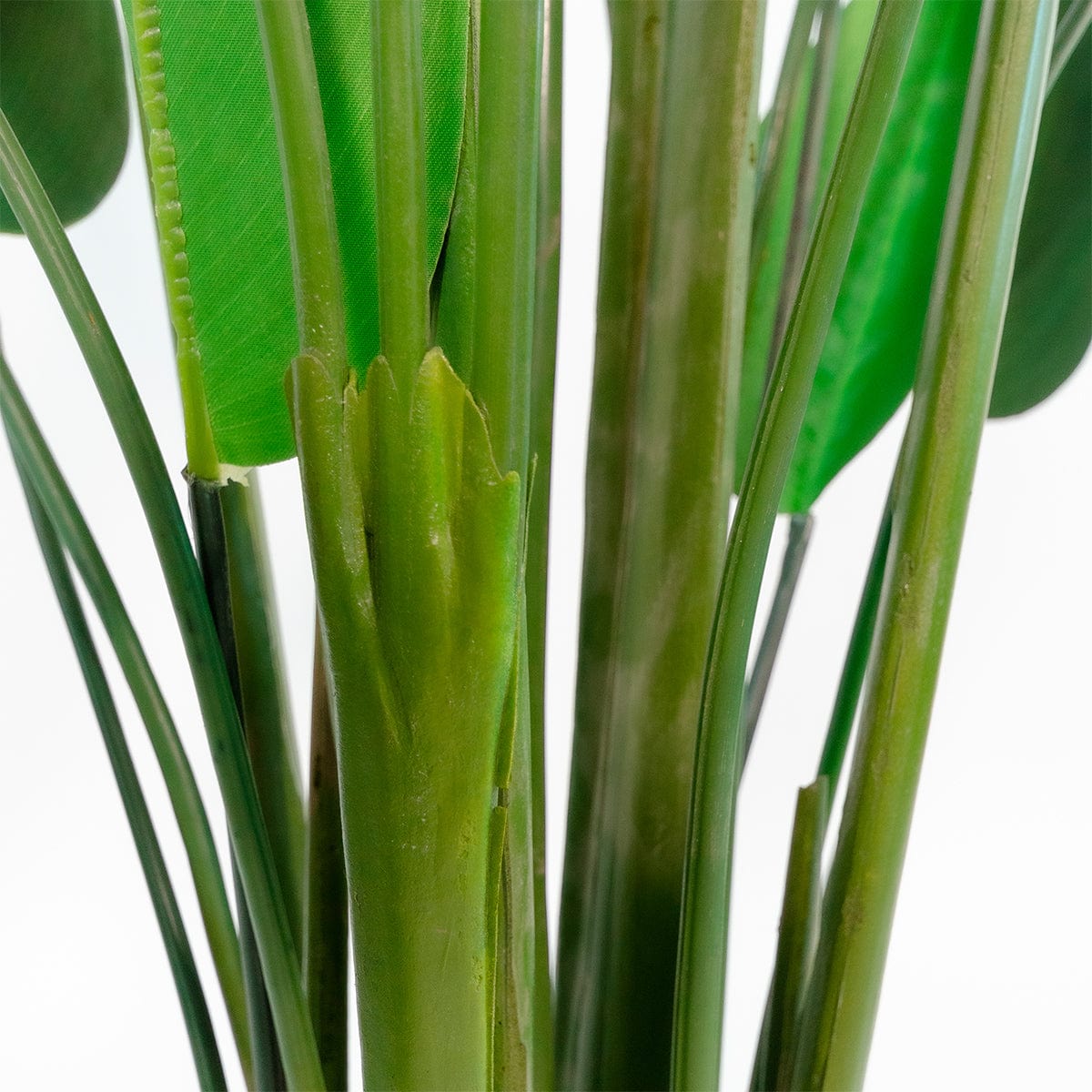 Heliconia