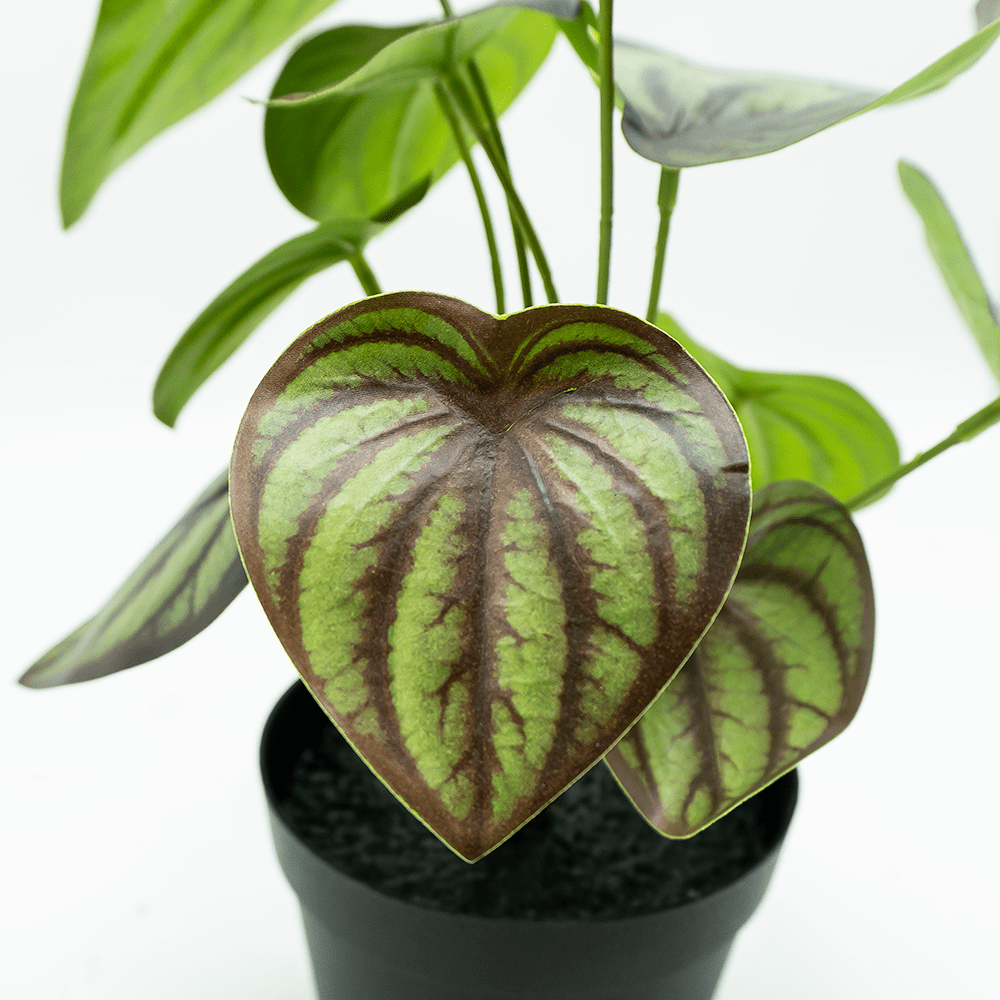 Begonia Variegata