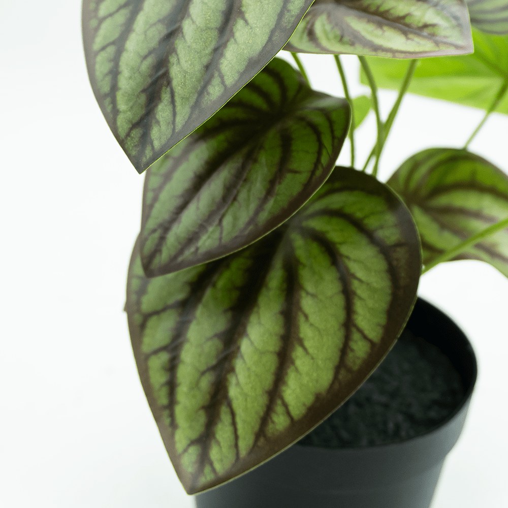 Begonia Variegata