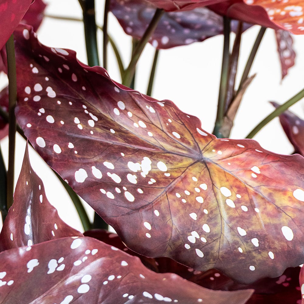 Begonia Burdeos
