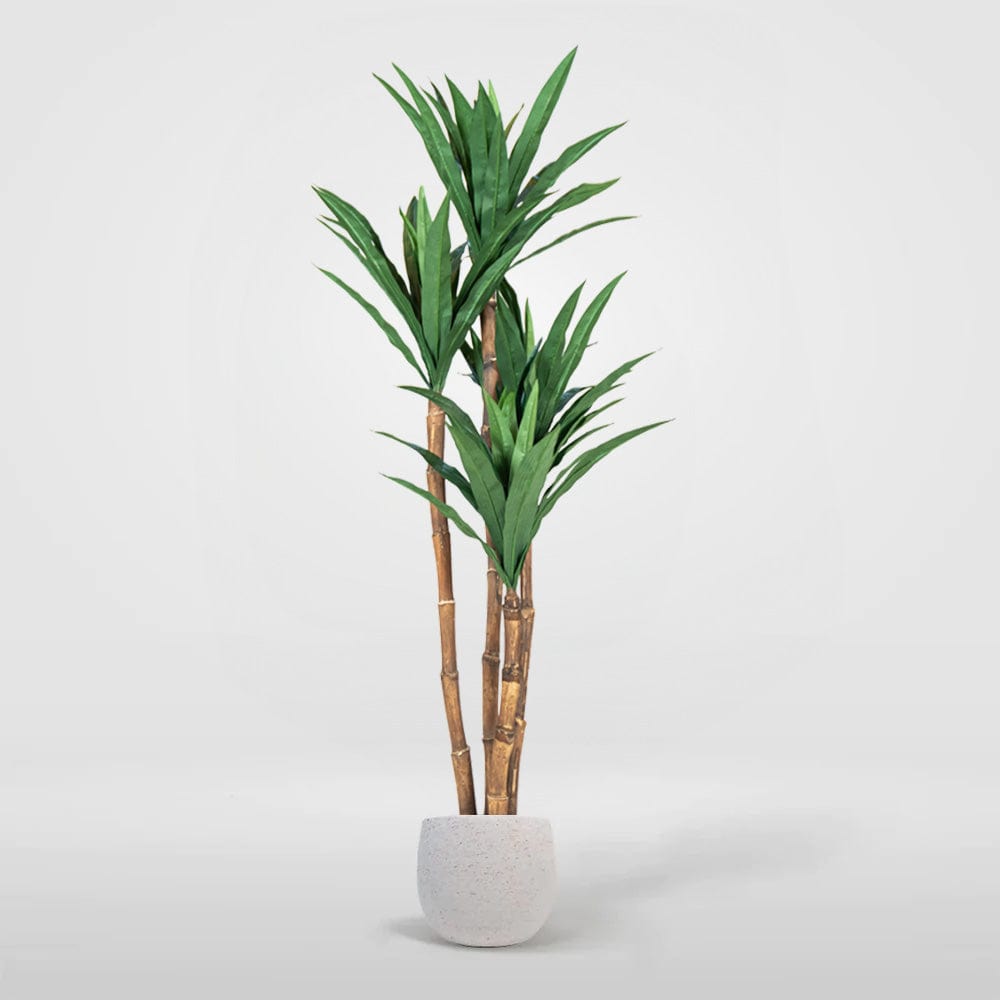 Dracena Verde