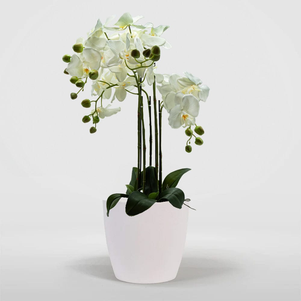 Orquídea Duo