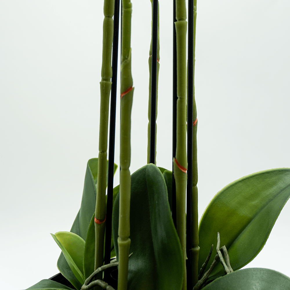 Orquídea Duo