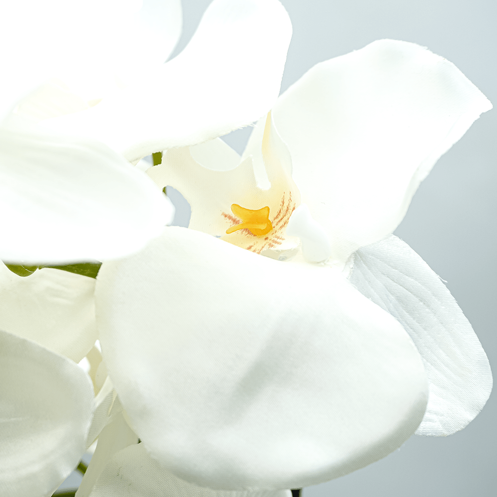Orquídea Duo