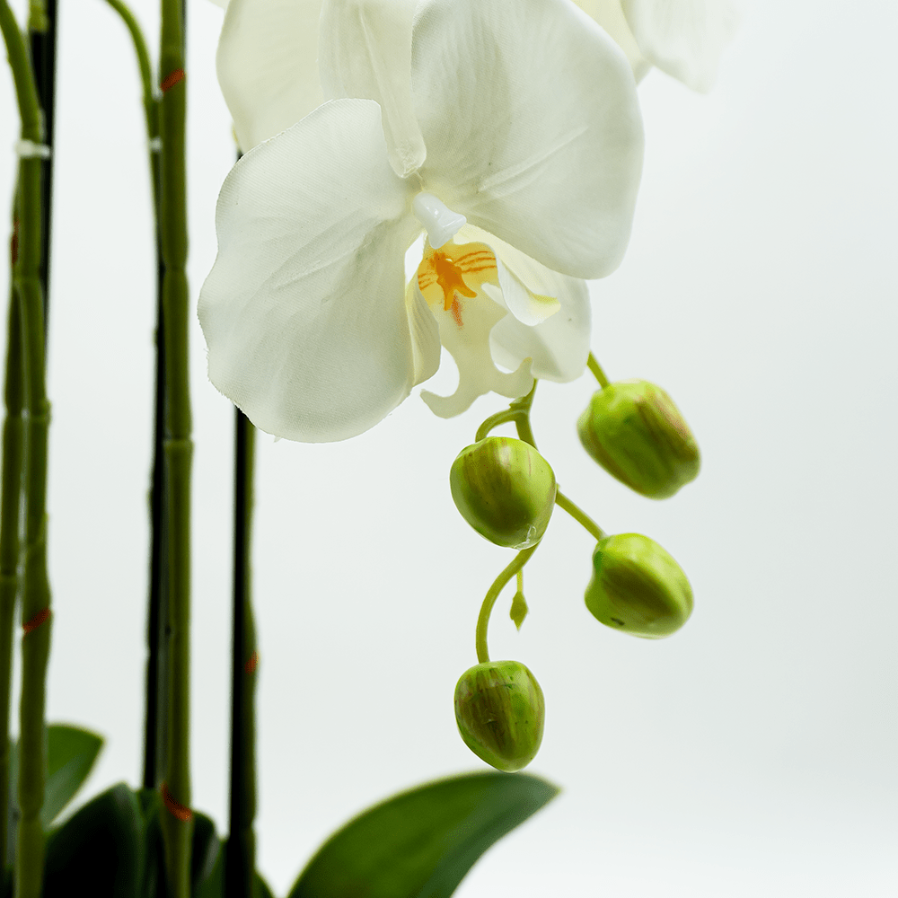 Orquídea Duo