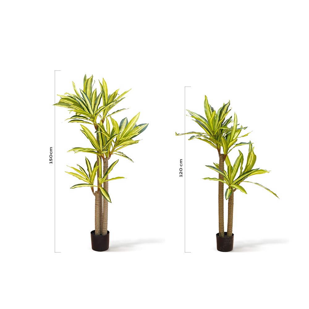 Dracena Oriental