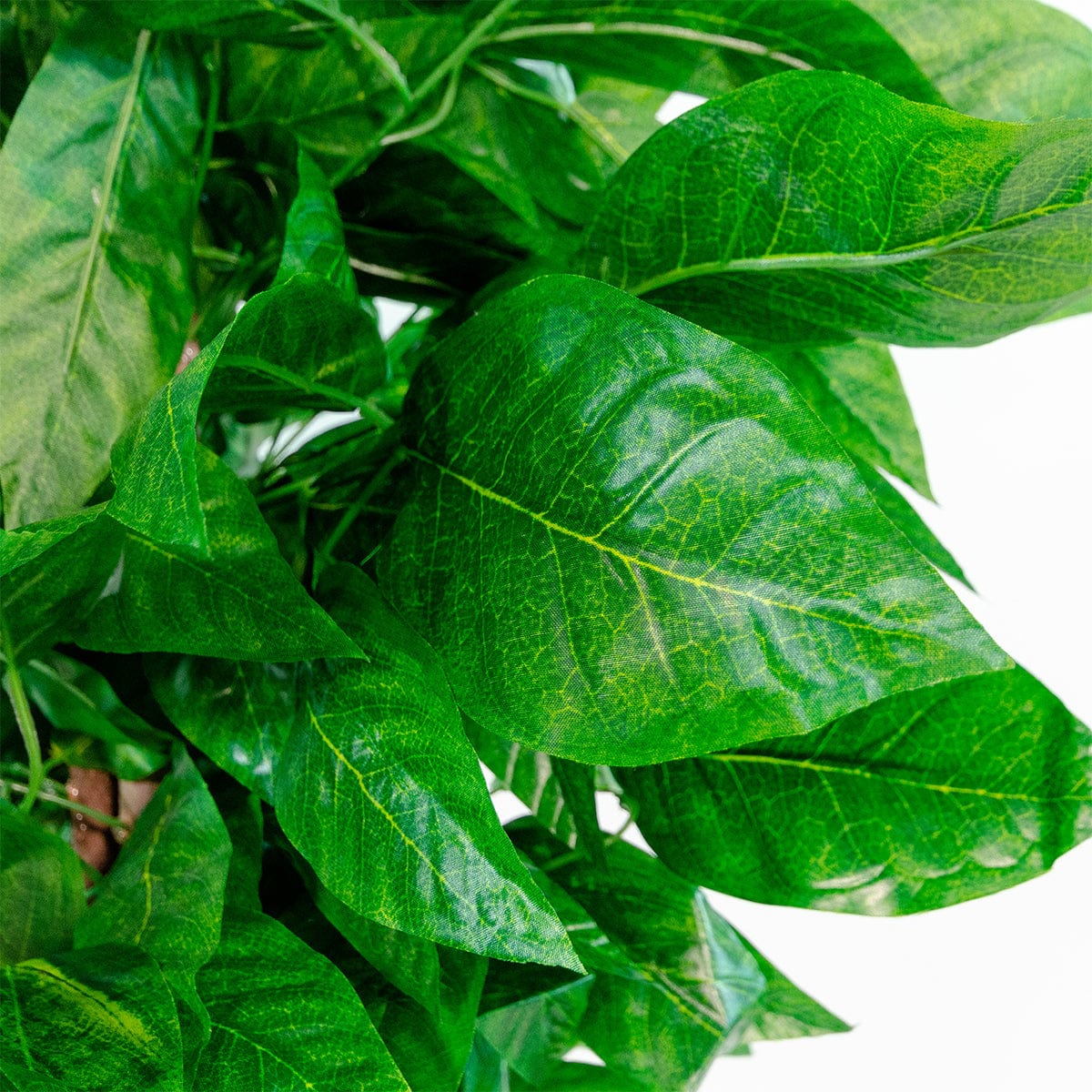 Mango tree
