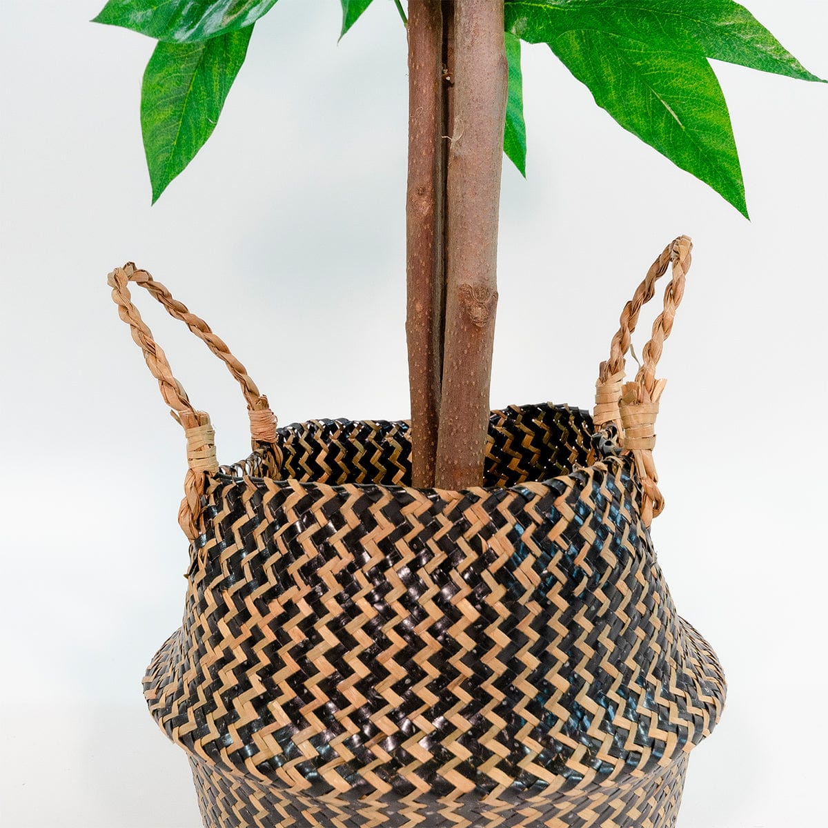 Mango tree