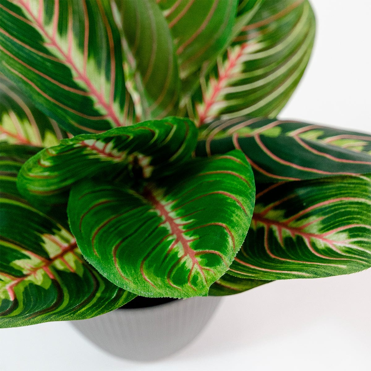 Maranta