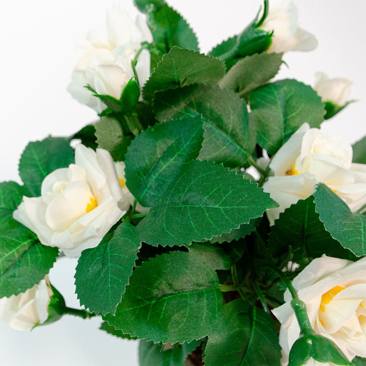 Mini Rosal Blanco