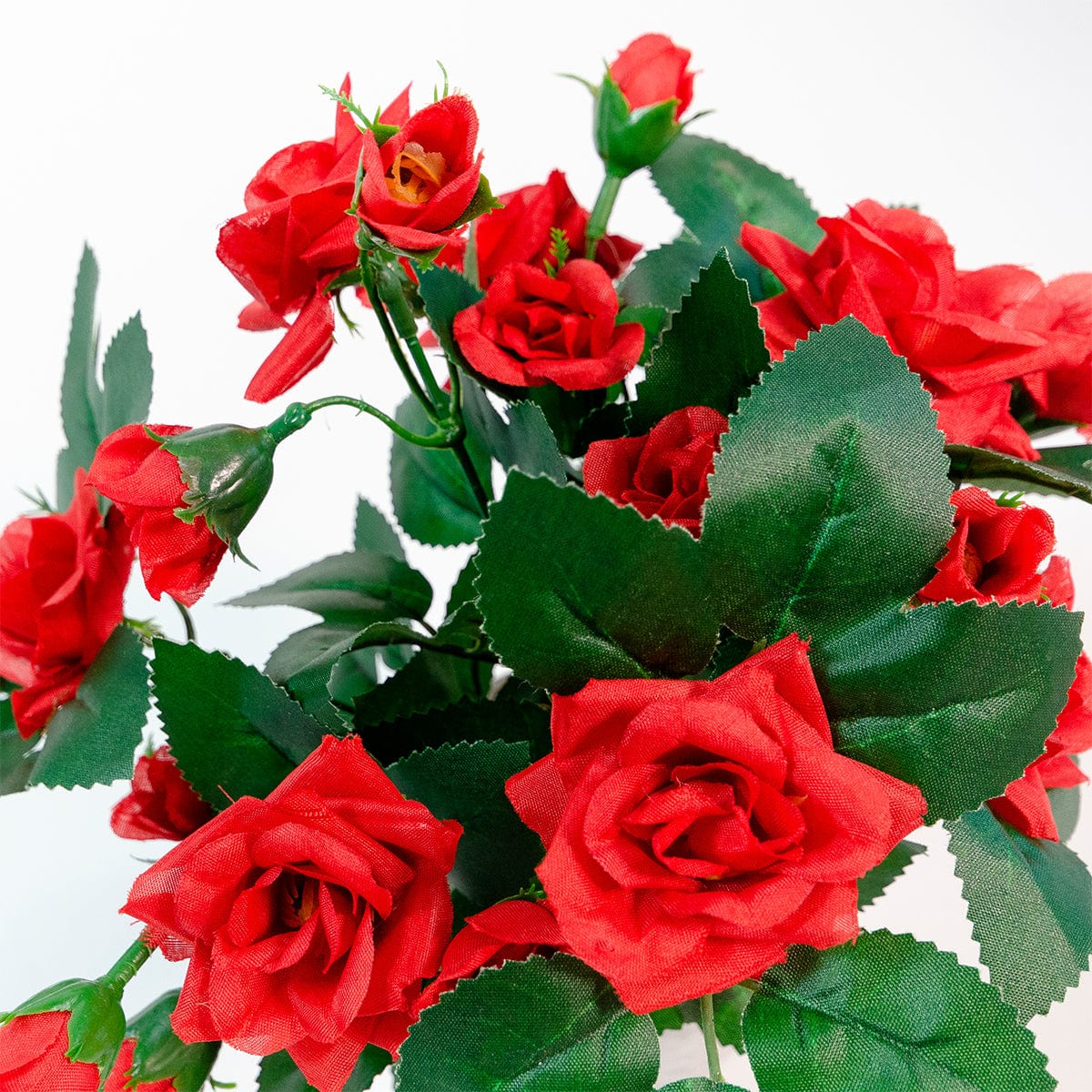 Mini Rosal Rojo