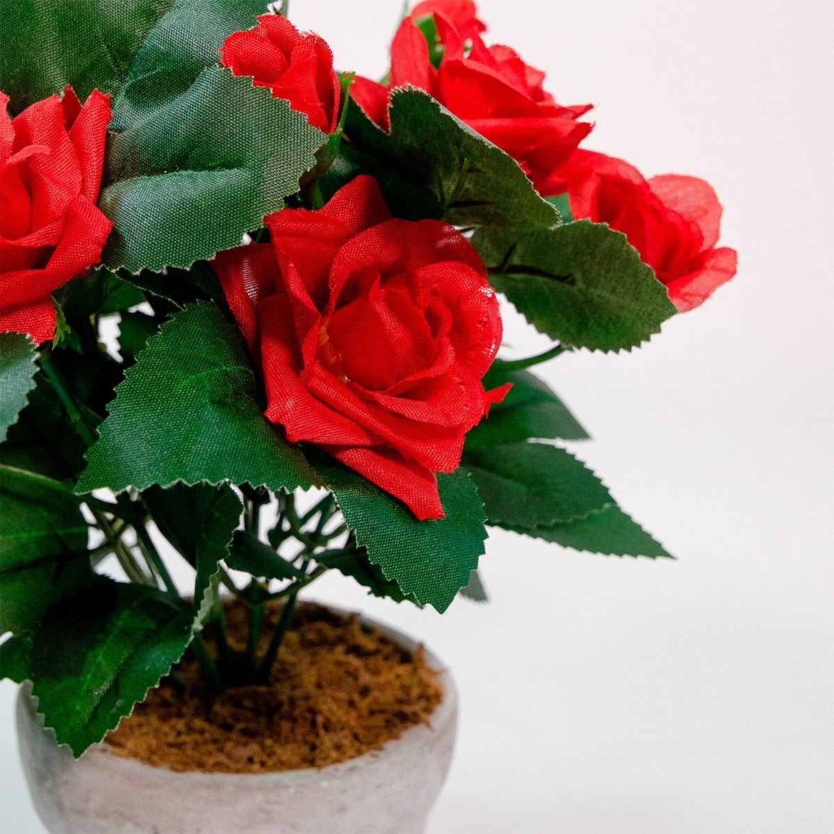 Mini Rosal Rojo