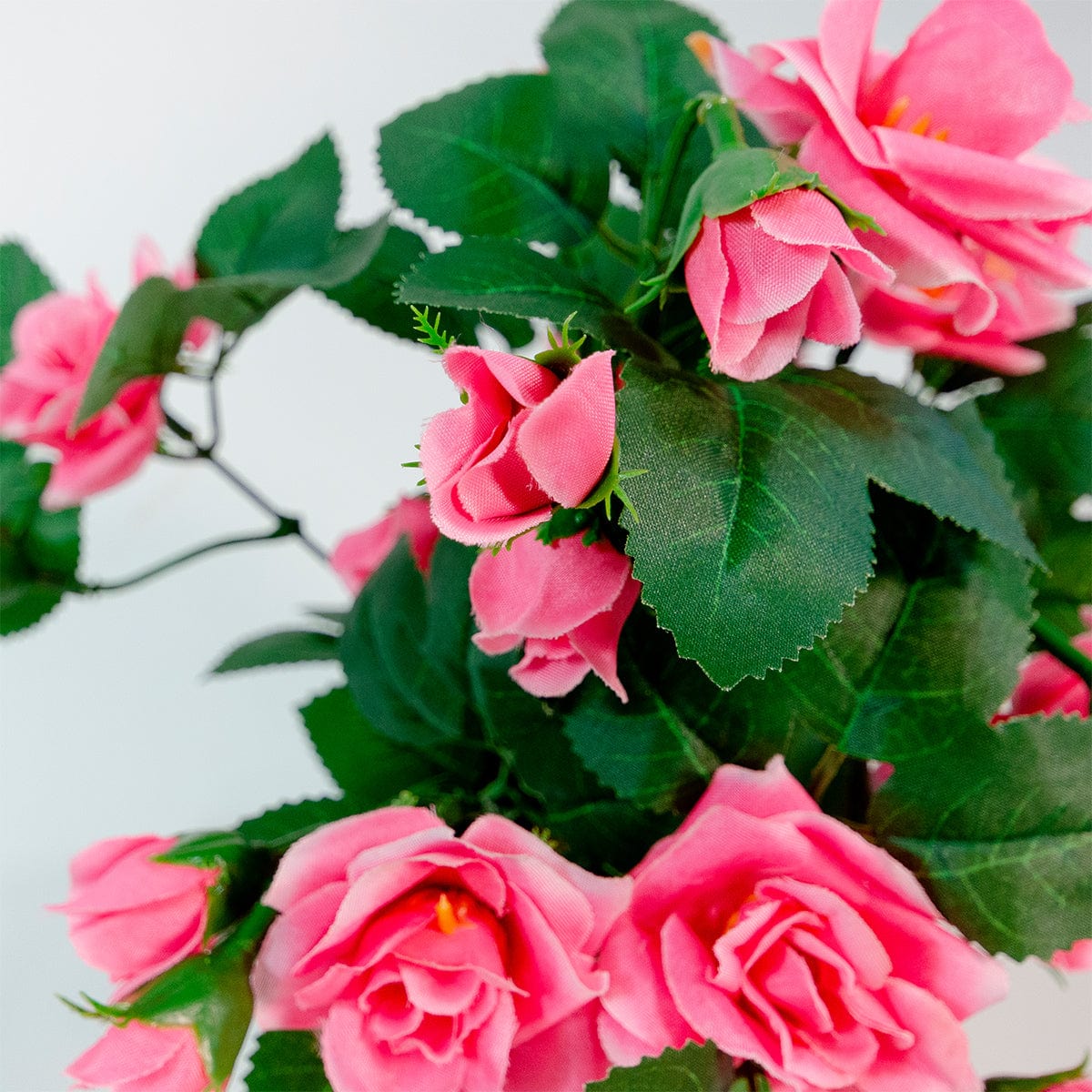 Mini Rosal Rosa