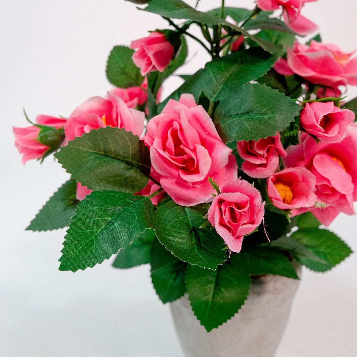 Mini Rosal Rosa