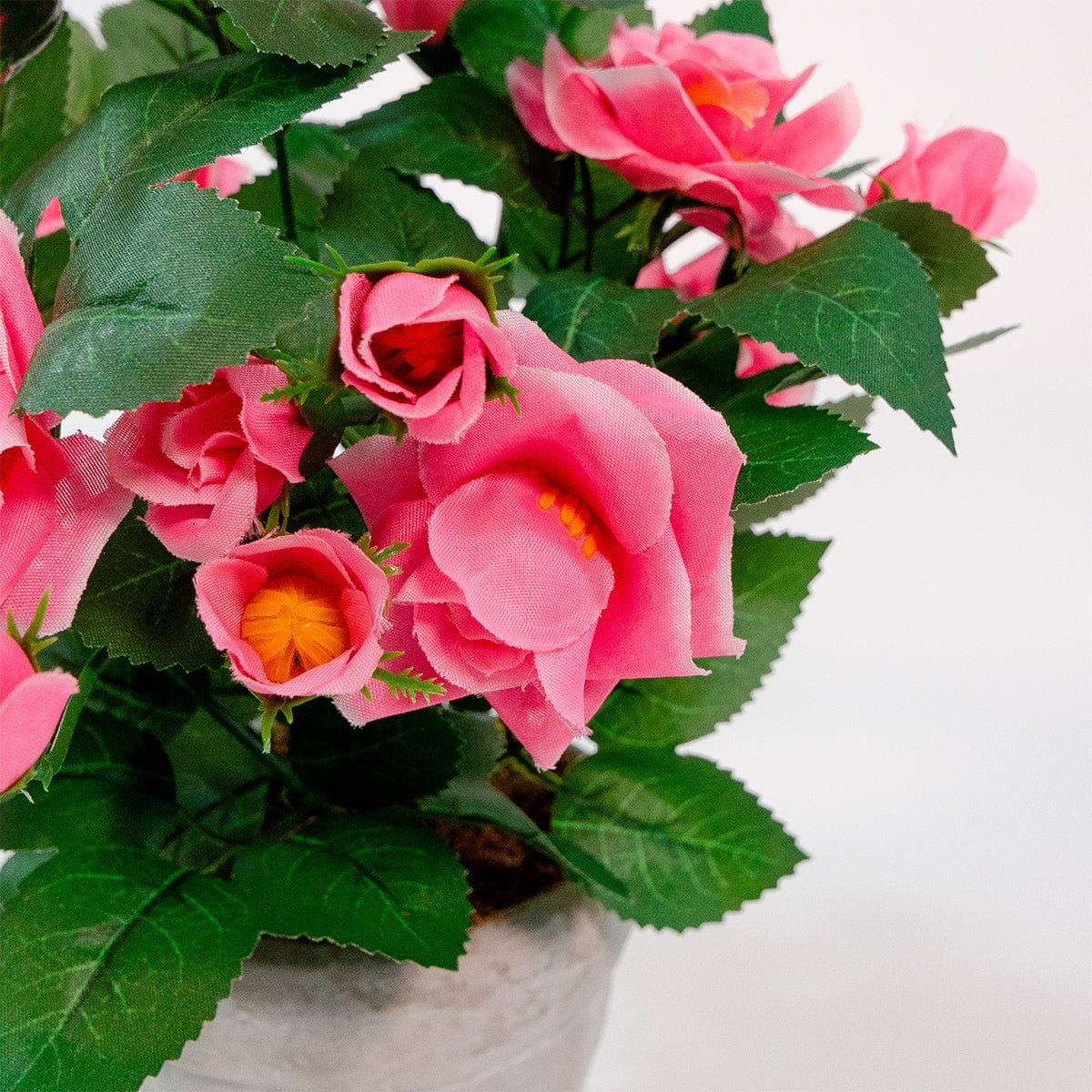 Mini Rosal Rosa