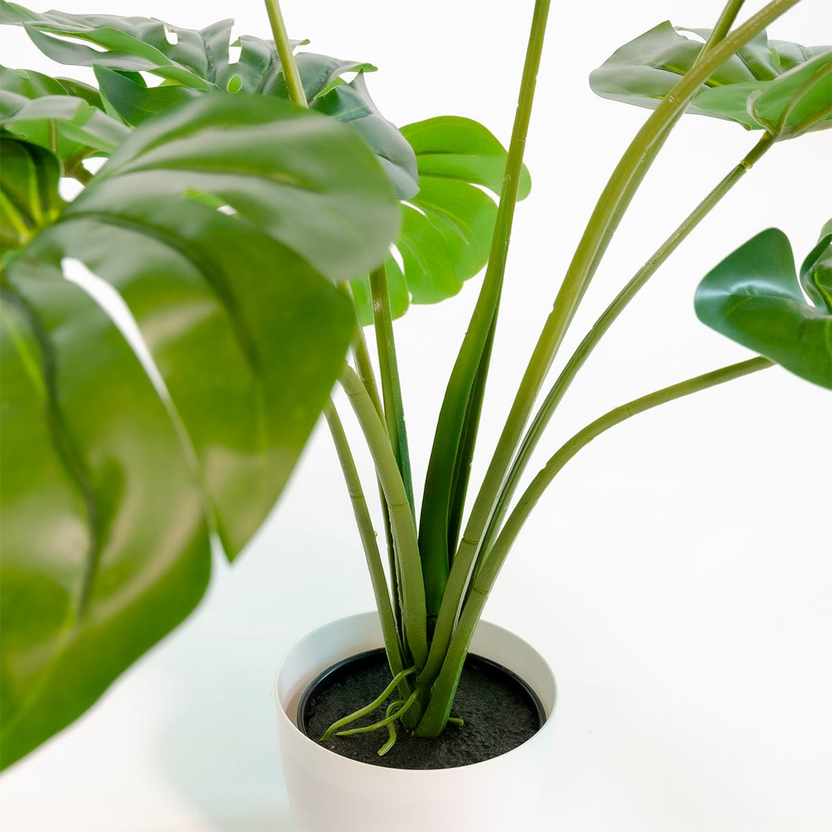 Monstera