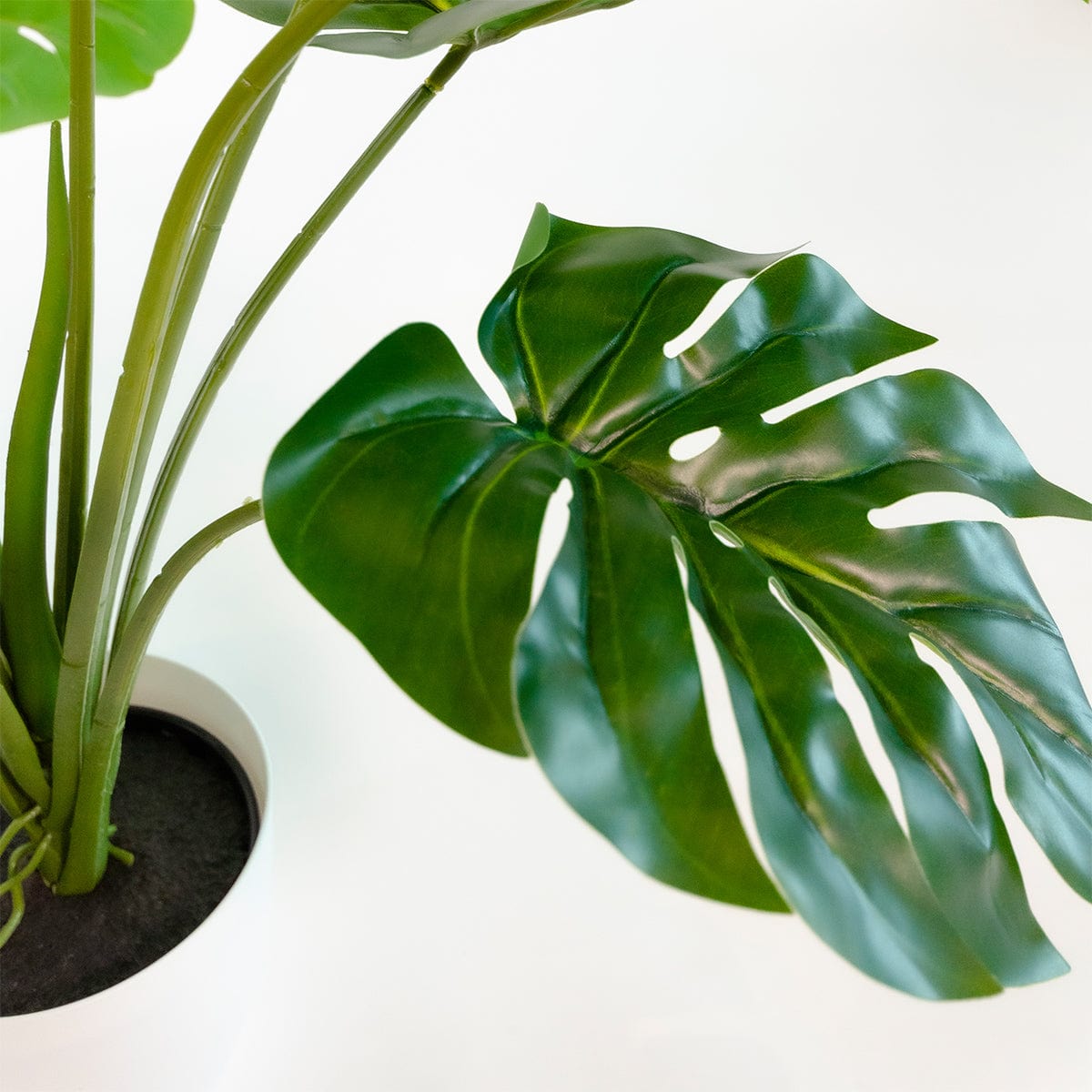 Monstera