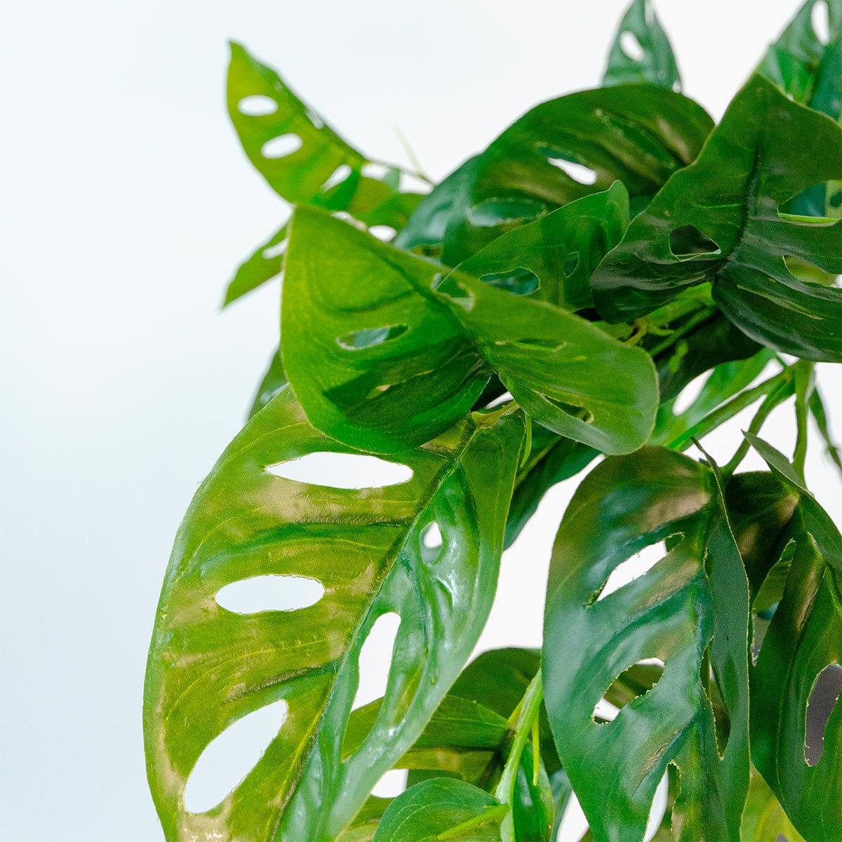 Monstera Colgante