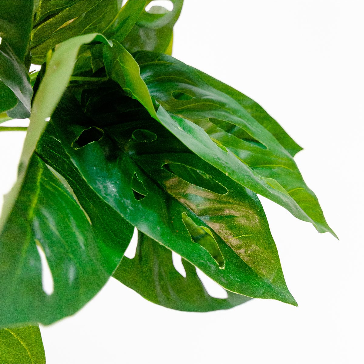 Monstera Colgante