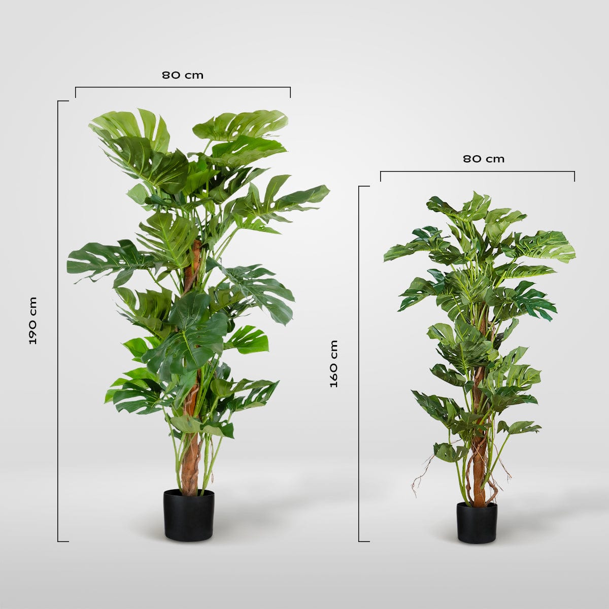 Monstera Tutor Exclusive