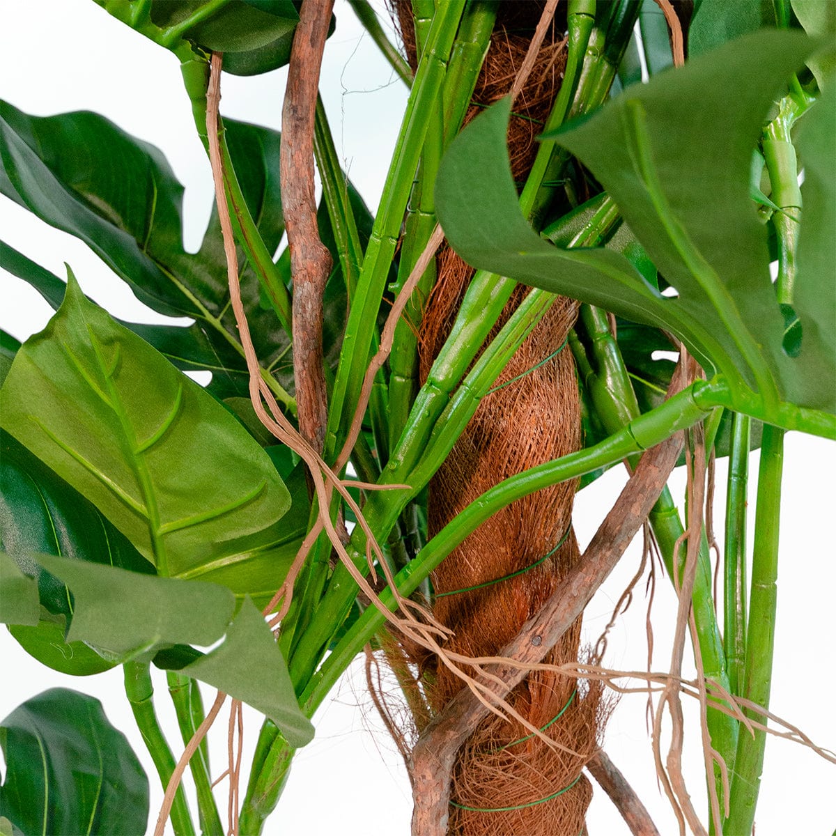 Monstera Tutor Exclusive